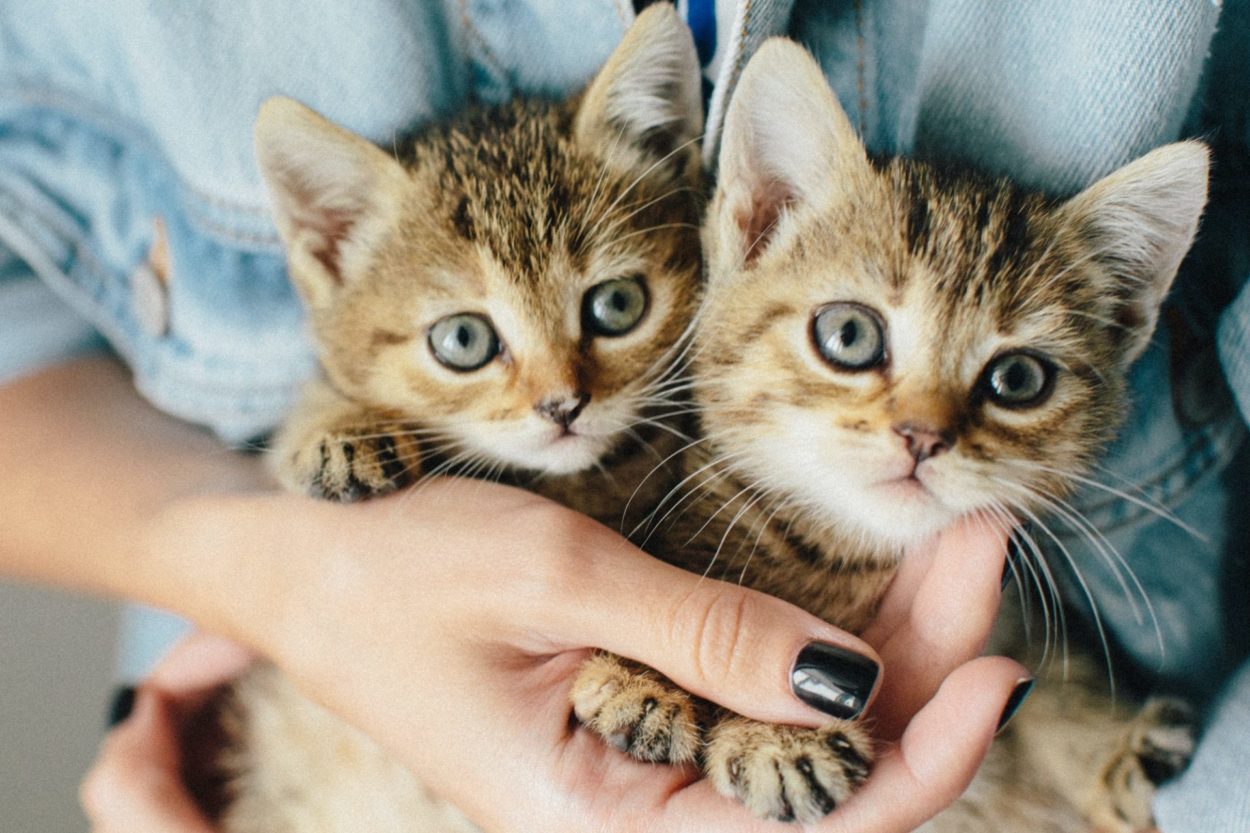 Kitty Angel Rescue - A no-kill cat/kitten adoption agency near Atlanta, GA