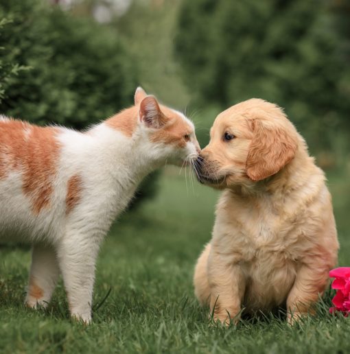 Small puppy dog golden retriever with cat in the park on green grass with flowers